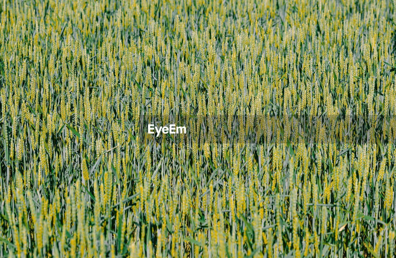 Full frame shot of yellow flowering plants on field