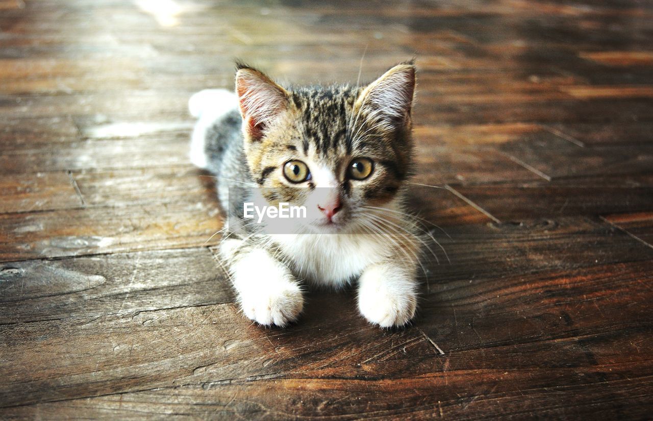 PORTRAIT OF CAT ON FLOOR