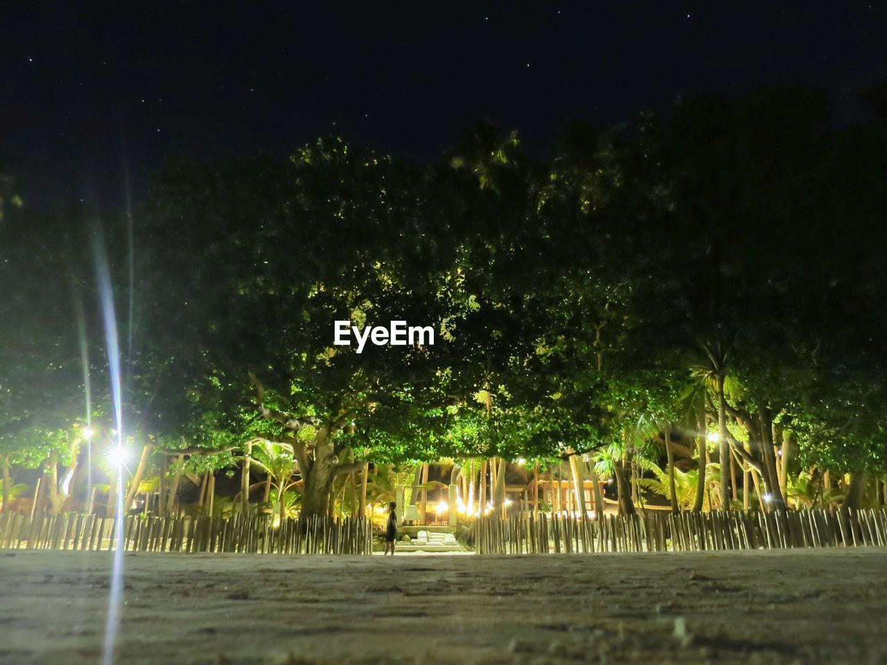 TREES AGAINST ILLUMINATED SKY AT NIGHT