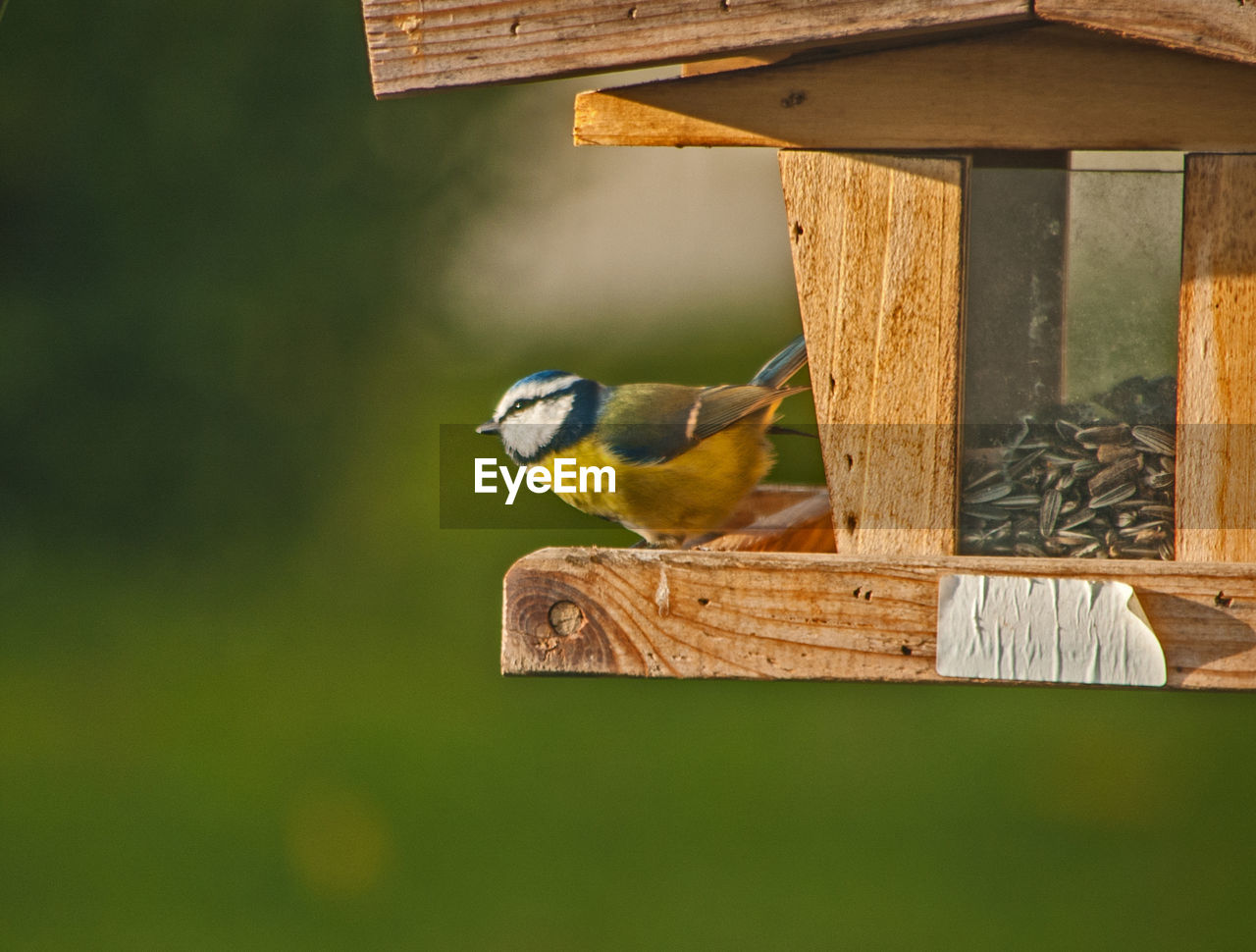 Close-up of bird perching on wooden bench