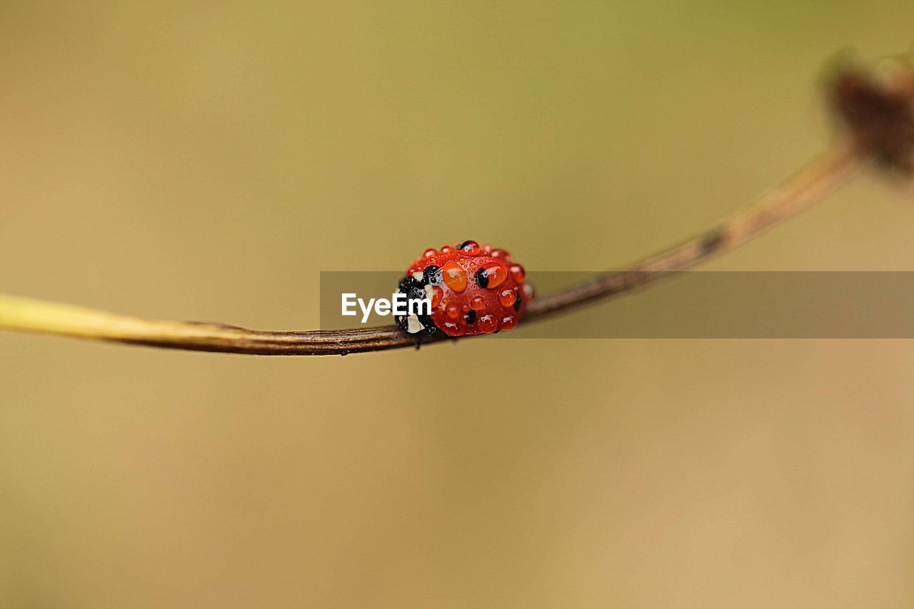 Close-up of ladybug on twig