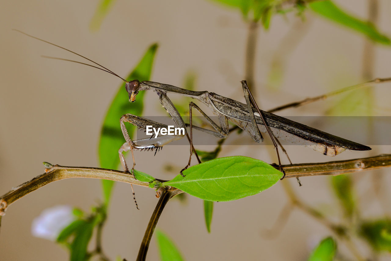 CLOSE-UP OF GRASSHOPPER ON LEAF