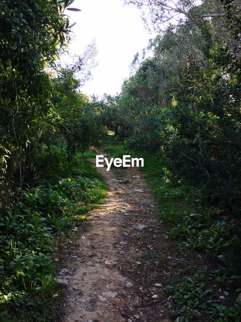 DIRT ROAD AMIDST PLANTS