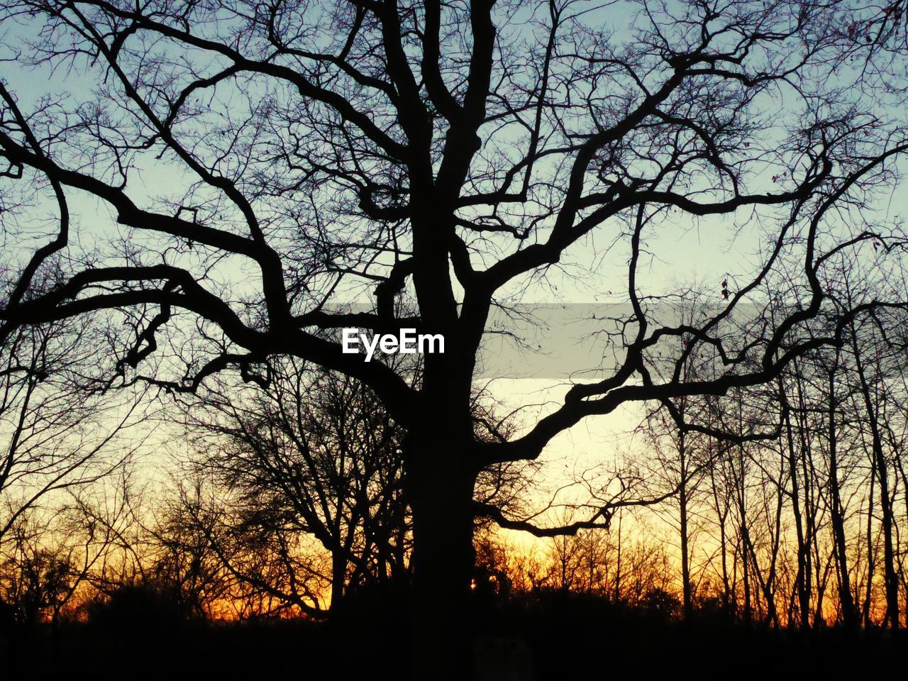 SILHOUETTE OF BARE TREES DURING SUNSET