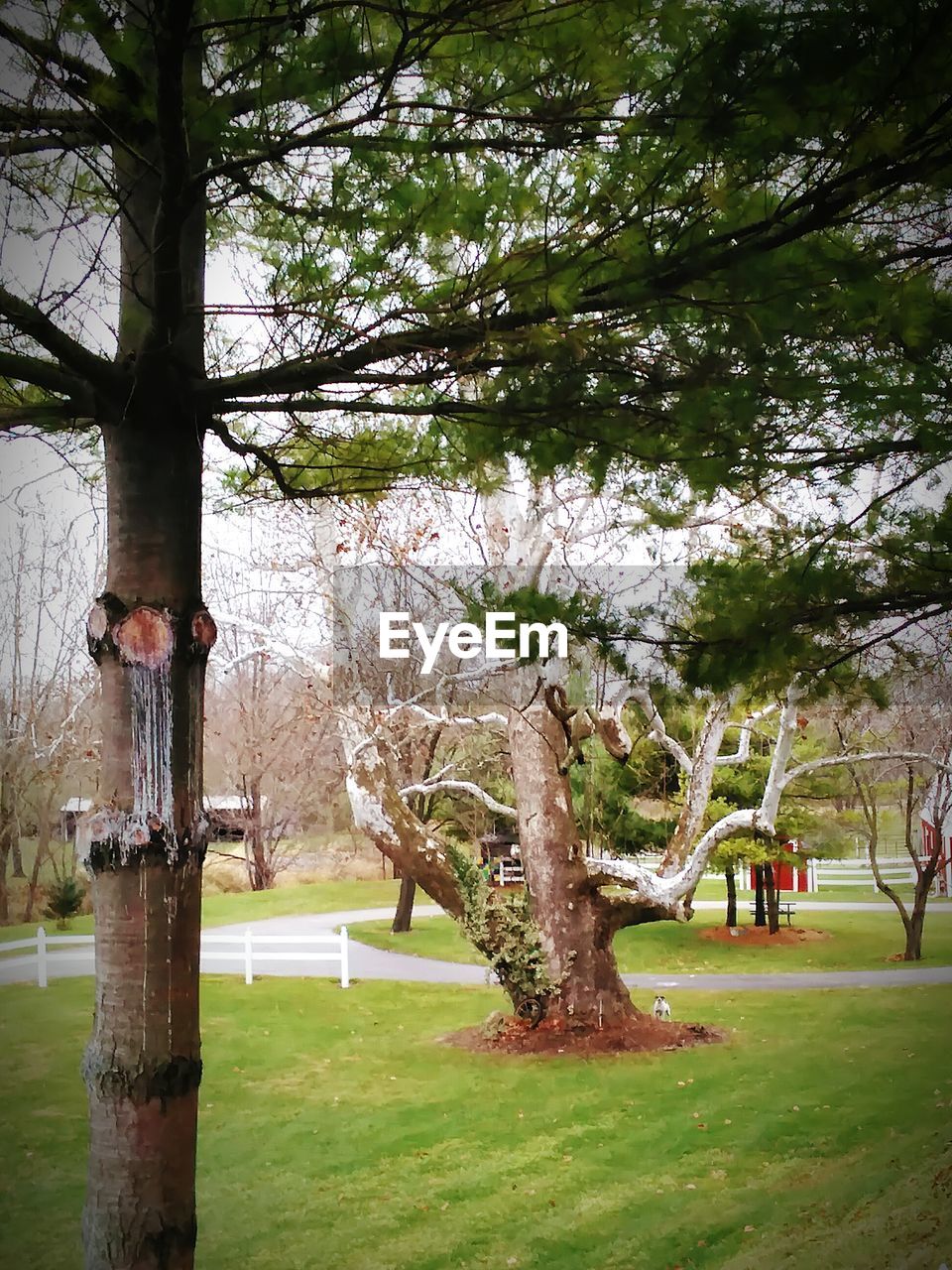 VIEW OF TREES IN PARK