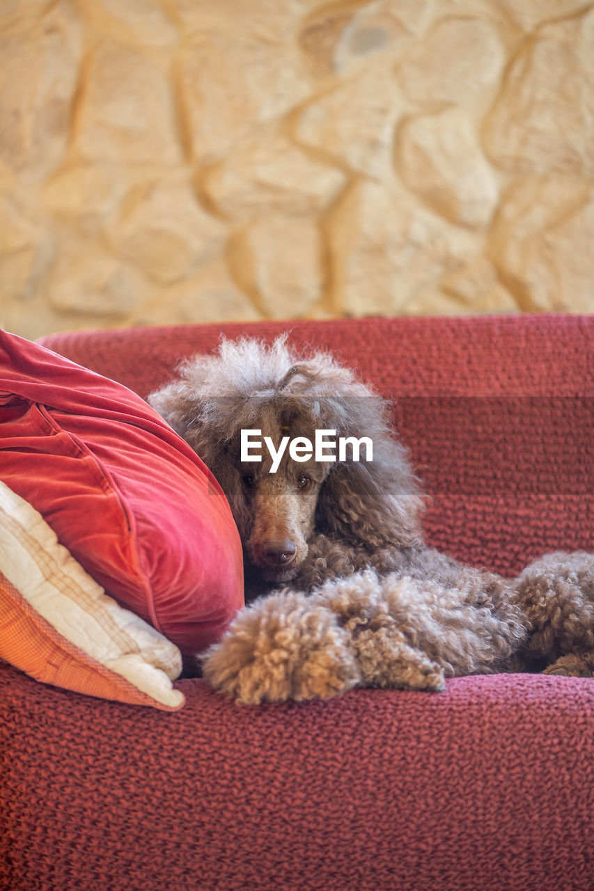 Big royal standard poodle lying on a red sofa indoor