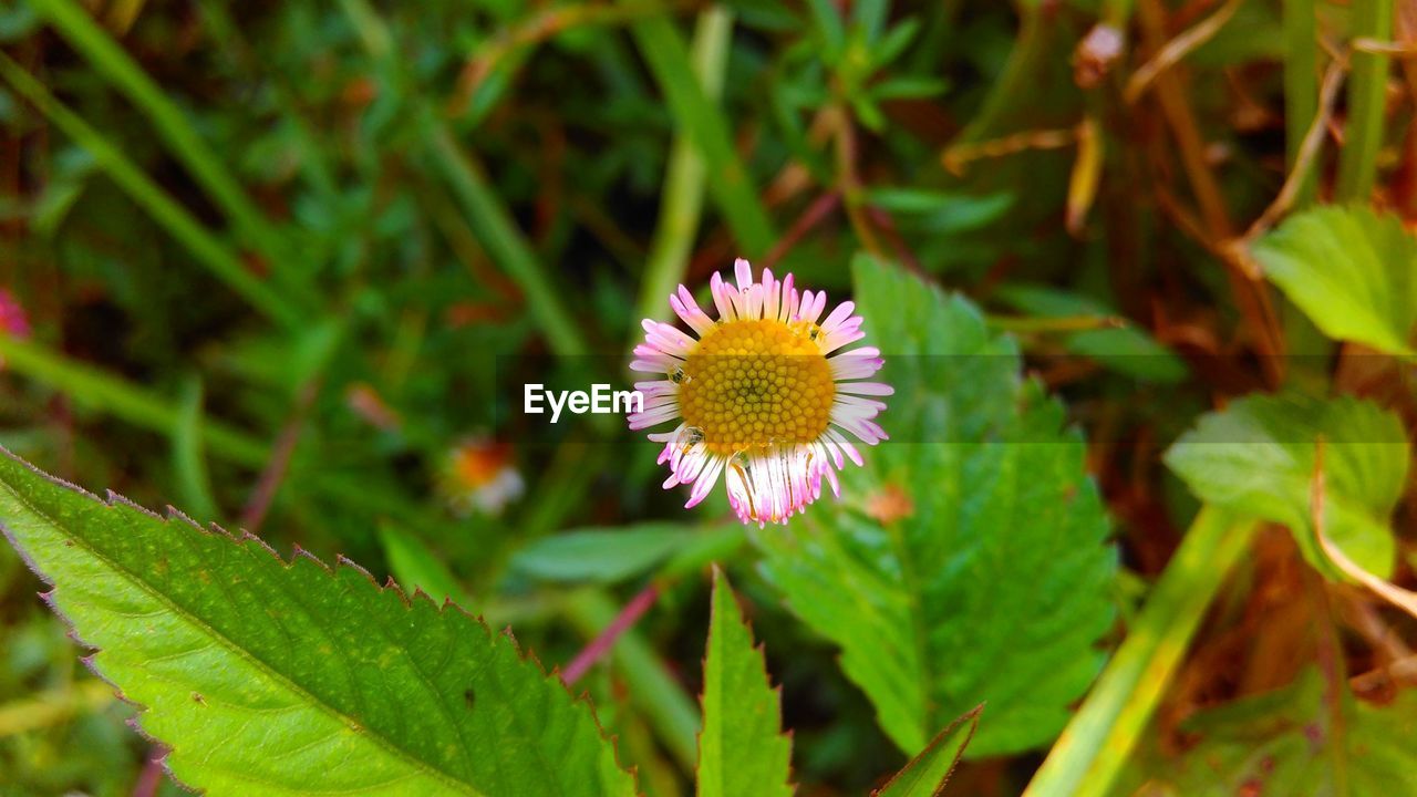 CLOSE-UP OF WHITE FLOWER BLOOMING IN SUNLIGHT