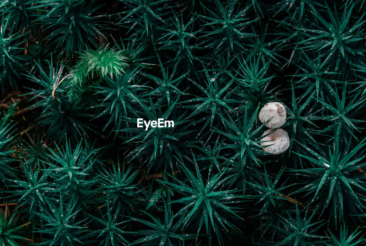 Full frame shot of plants growing outdoors