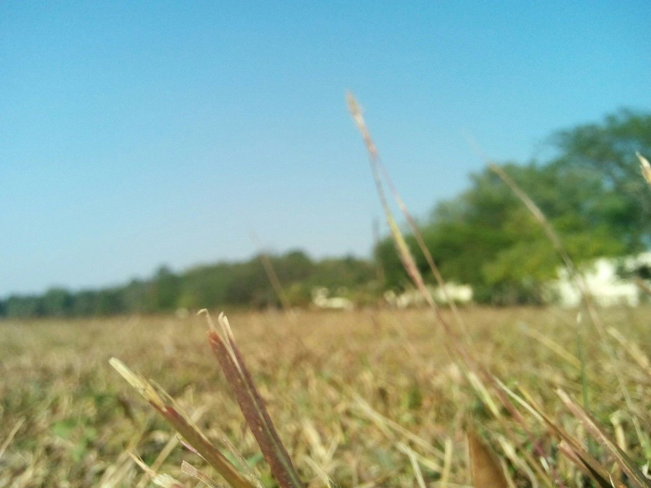 CLOSE-UP OF PLANTS ON FIELD AGAINST SKY