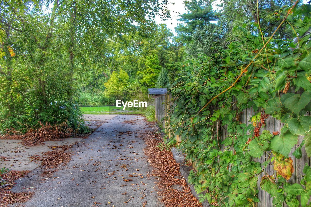 View of trees along plants