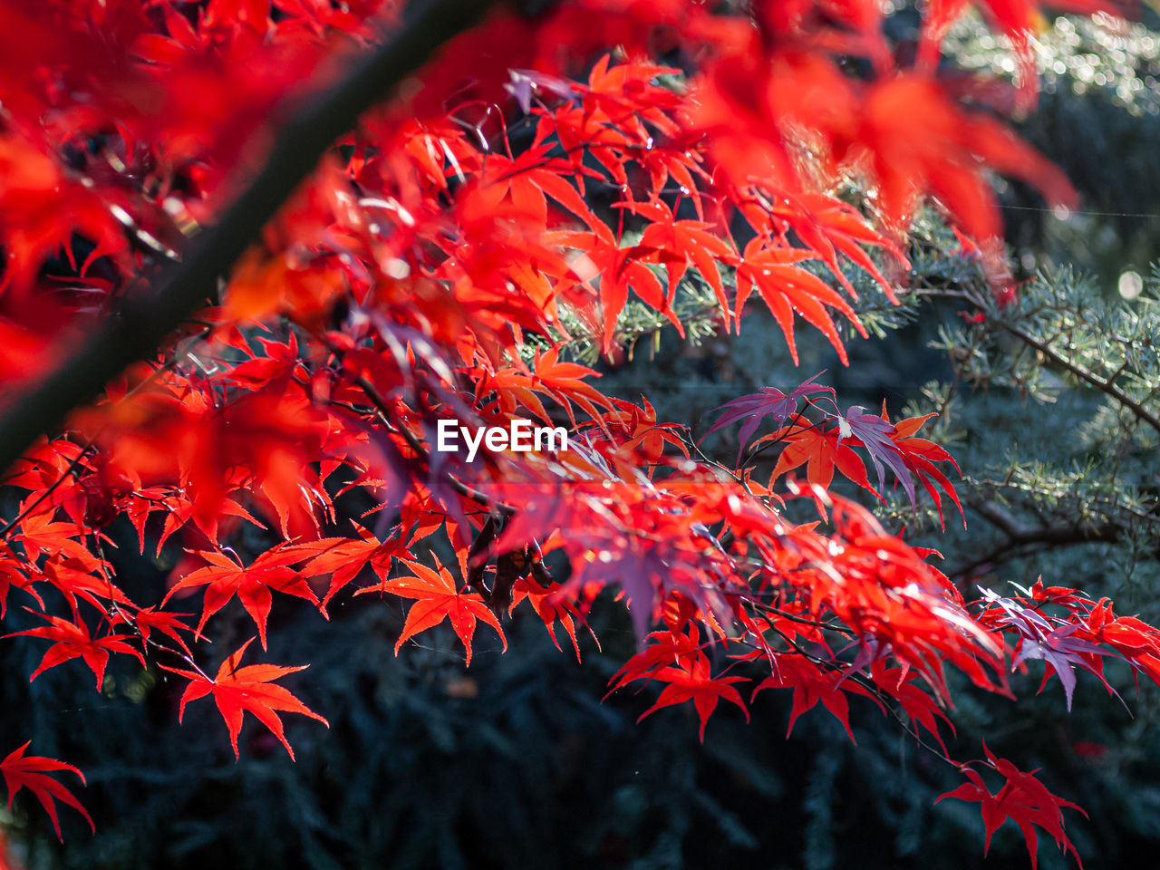 CLOSE-UP OF RED MAPLE LEAVES ON BRANCH