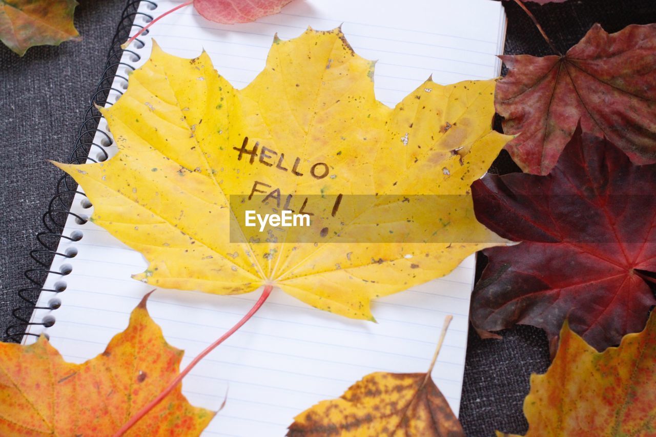 HIGH ANGLE VIEW OF MAPLE LEAF ON AUTUMN