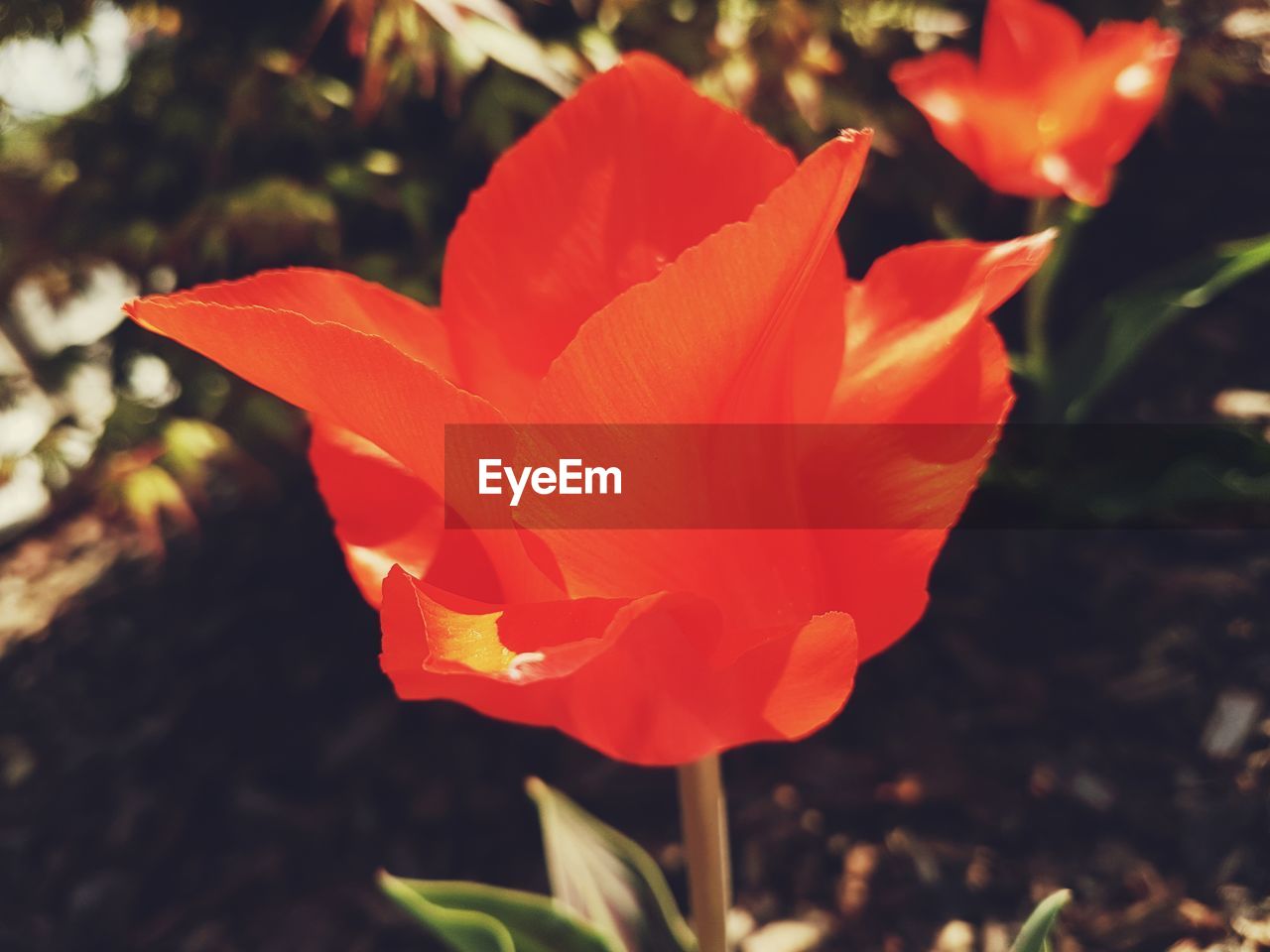 CLOSE-UP OF FLOWER BLOOMING