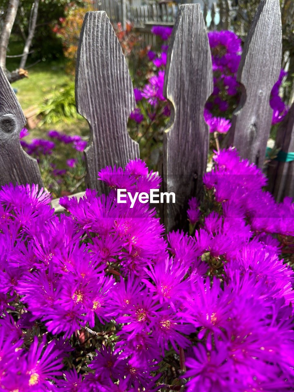 plant, flower, flowering plant, growth, beauty in nature, nature, freshness, purple, no people, day, fragility, pink, close-up, outdoors, blossom, flower head, springtime, fence, inflorescence, petal
