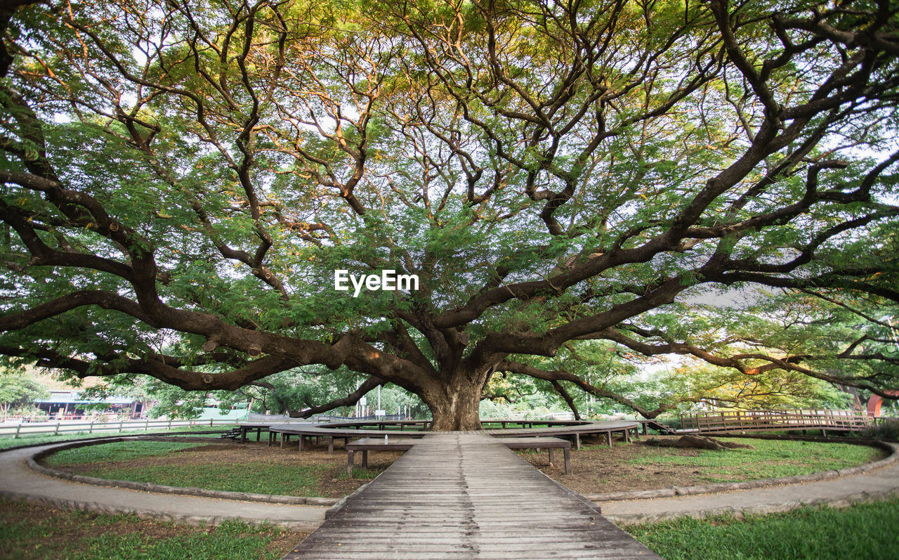 tree, plant, the way forward, footpath, flower, nature, growth, beauty in nature, park, leaf, branch, no people, day, diminishing perspective, garden, park - man made space, tranquility, green, outdoors, road, transportation, architecture, tranquil scene, vanishing point, tree trunk, scenics - nature, grass, trunk, bench, city, street, autumn, empty, treelined, sky