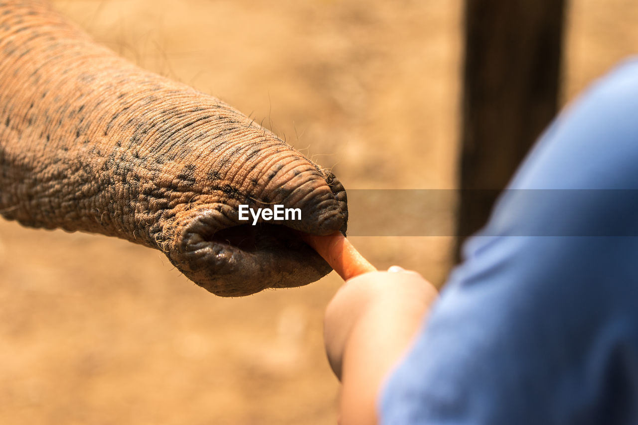 Close-up of elephant