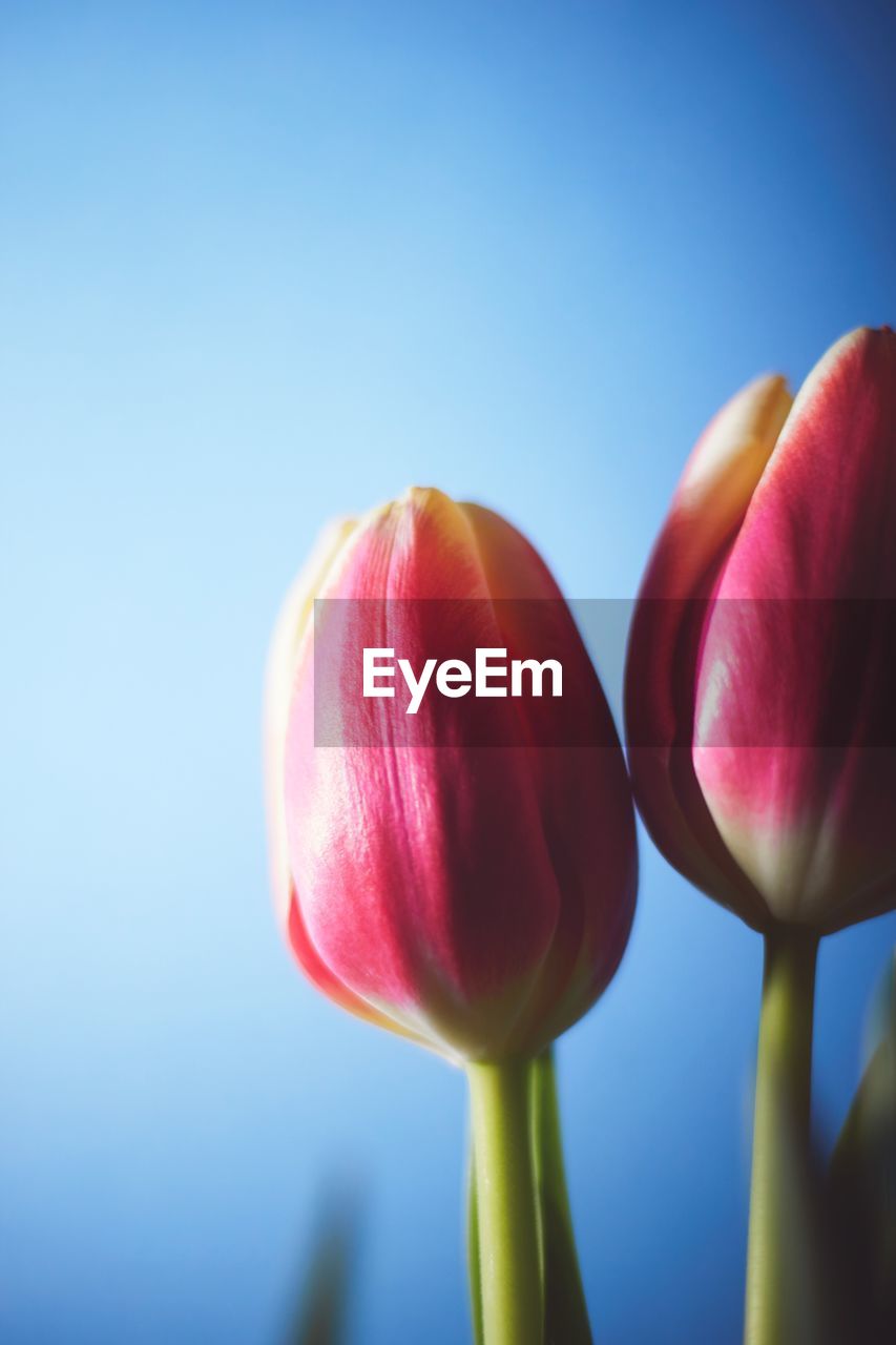 Close-up of red tulip flower
