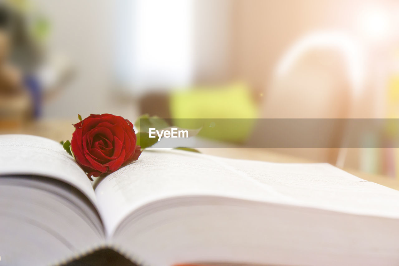 Close-up of red rose on table