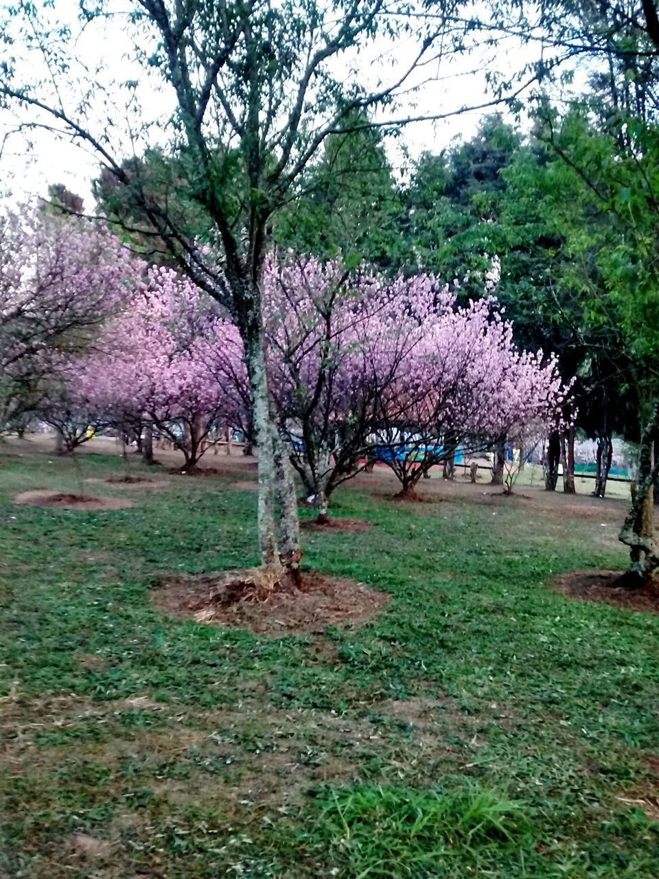 BARE TREES ON GRASSY FIELD