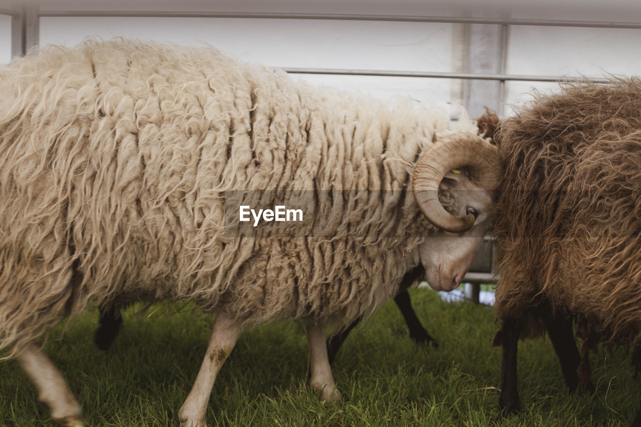 VIEW OF SHEEP IN FIELD