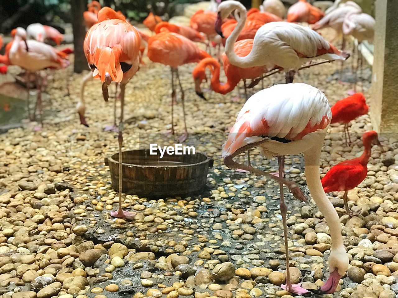 View of birds in water