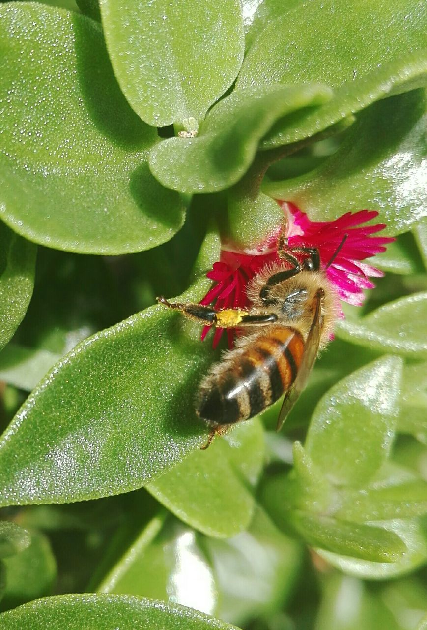 CLOSE-UP OF INSECT POLLINATING ON PLANT