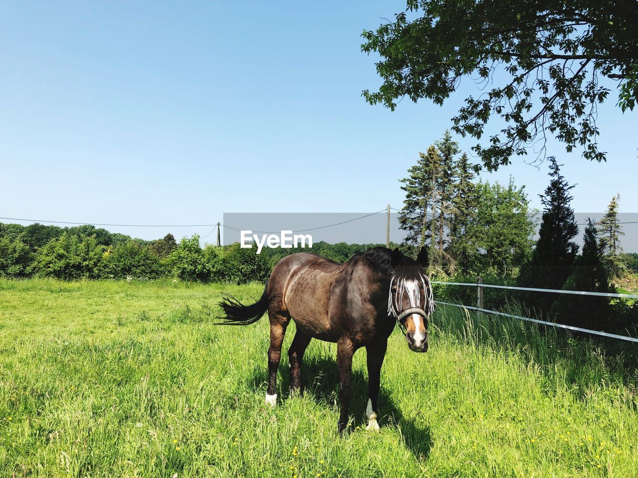 Horse in a field