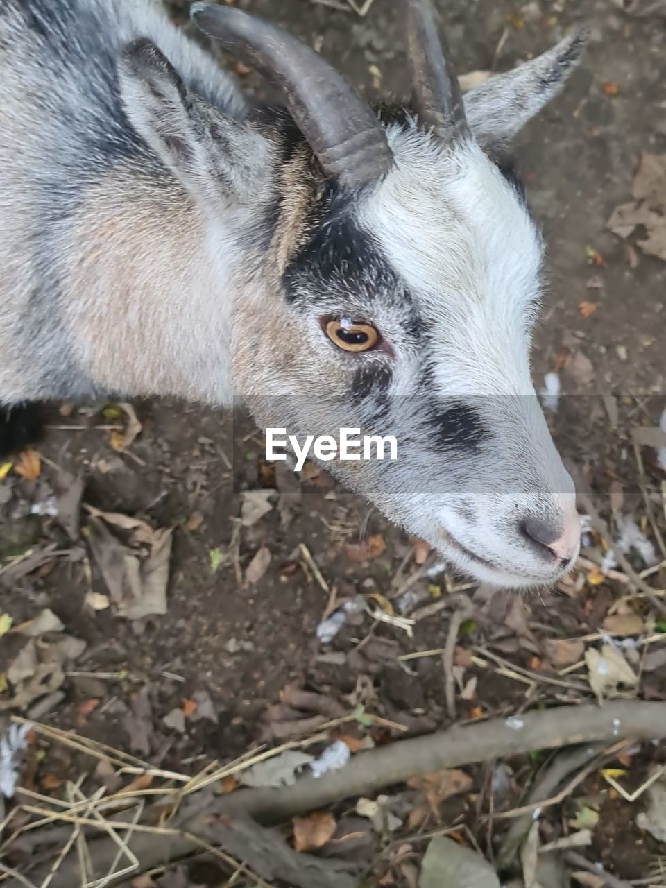 High angle view of a goat