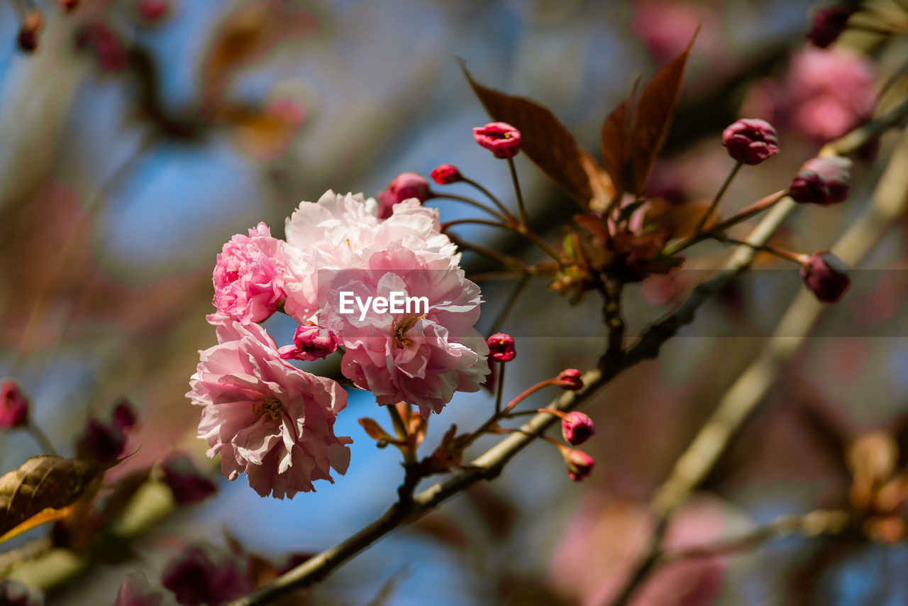 CLOSE-UP OF CHERRY BLOSSOMS IN SPRING