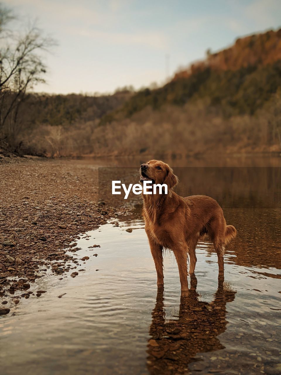 DOG STANDING ON THE LAKE