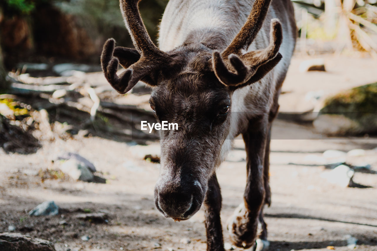 Close-up of reindeer on field