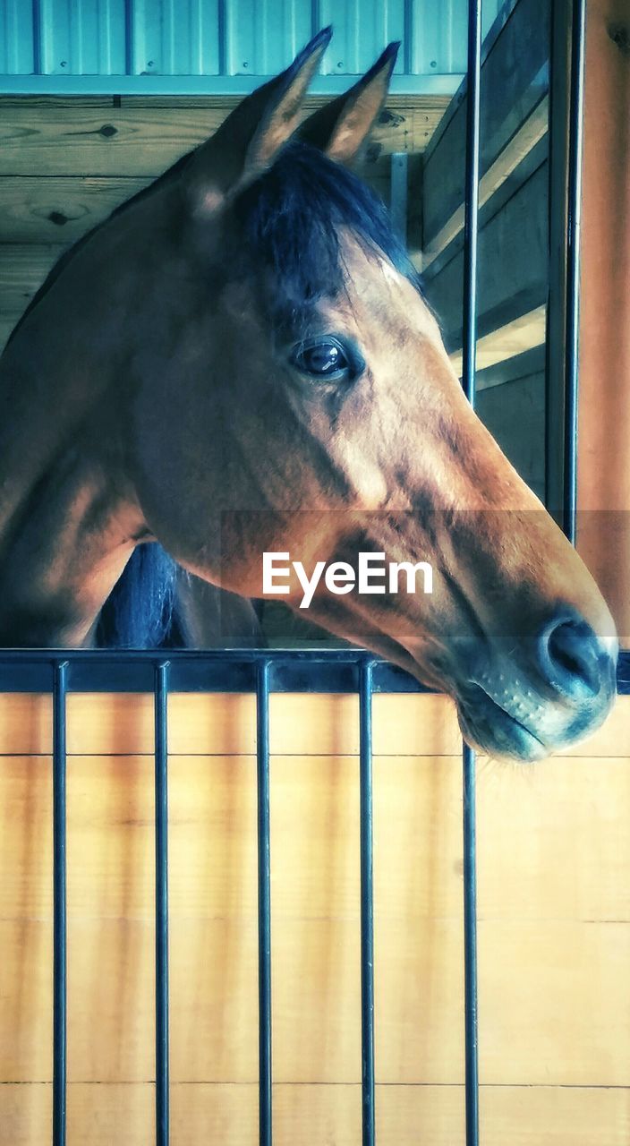 Close-up of horse in animal pen