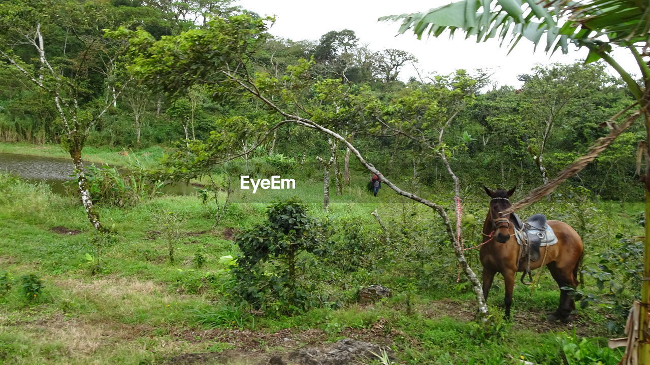 VIEW OF HORSE ON FIELD