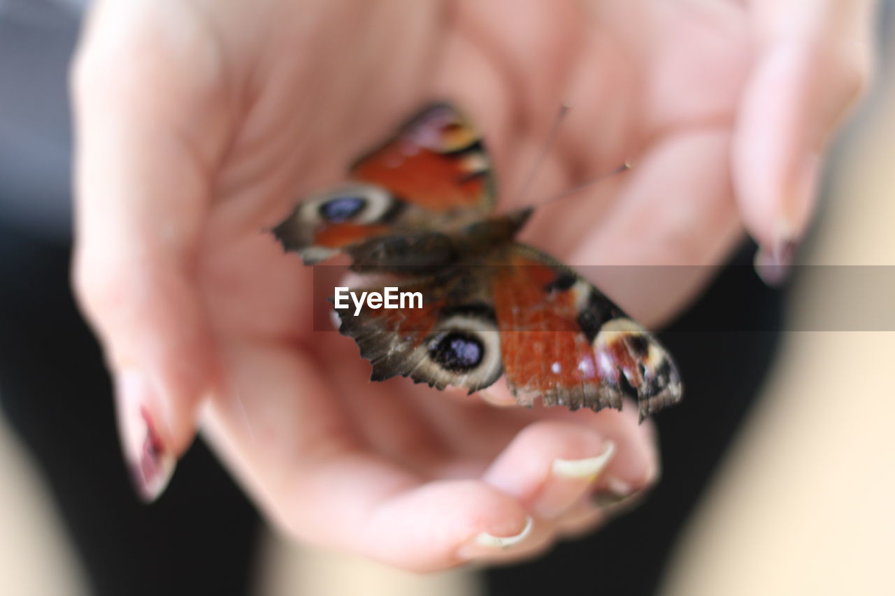 CLOSE-UP OF LADYBUG ON HAND HOLDING LEAF