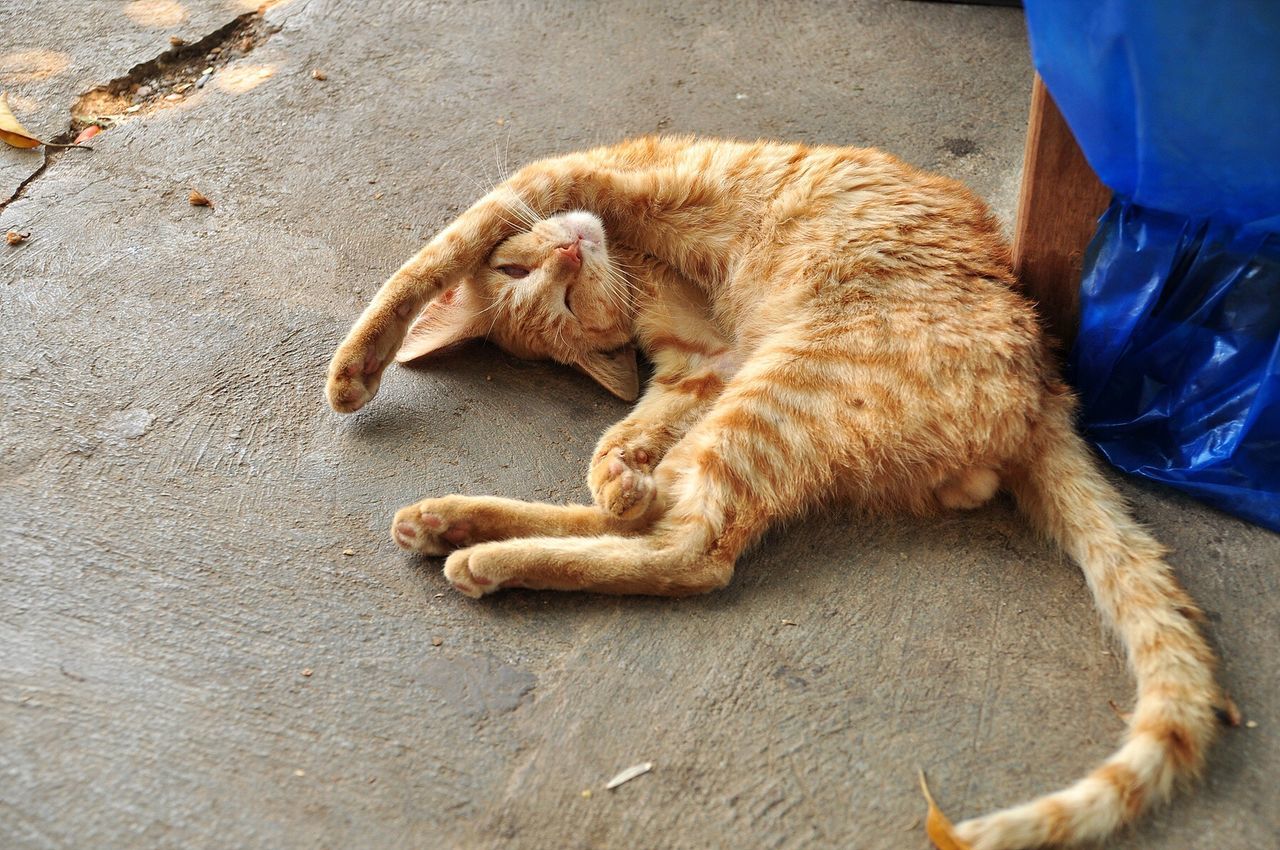 High angle view of ginger cat lying on footpath