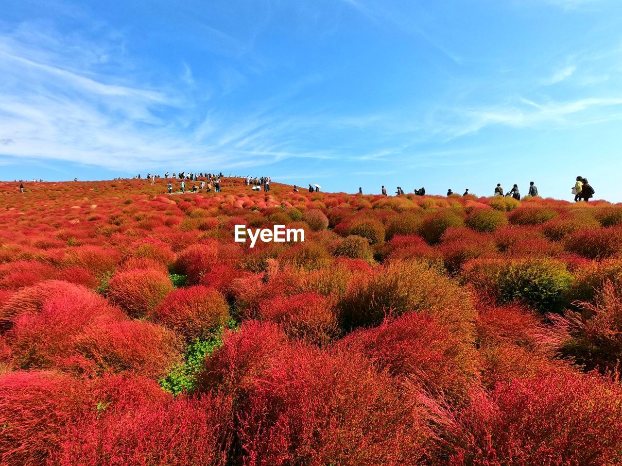 Scenic view of field against sky during autumn