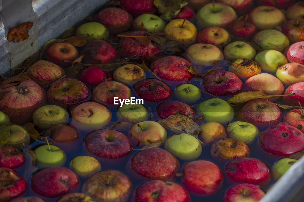 Metal bathtub filled with water and various apples washed and prepped for making apple cider