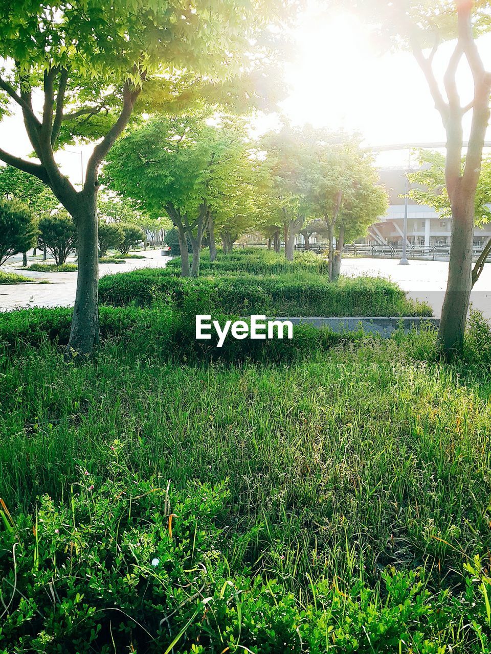 VIEW OF TREES IN PARK