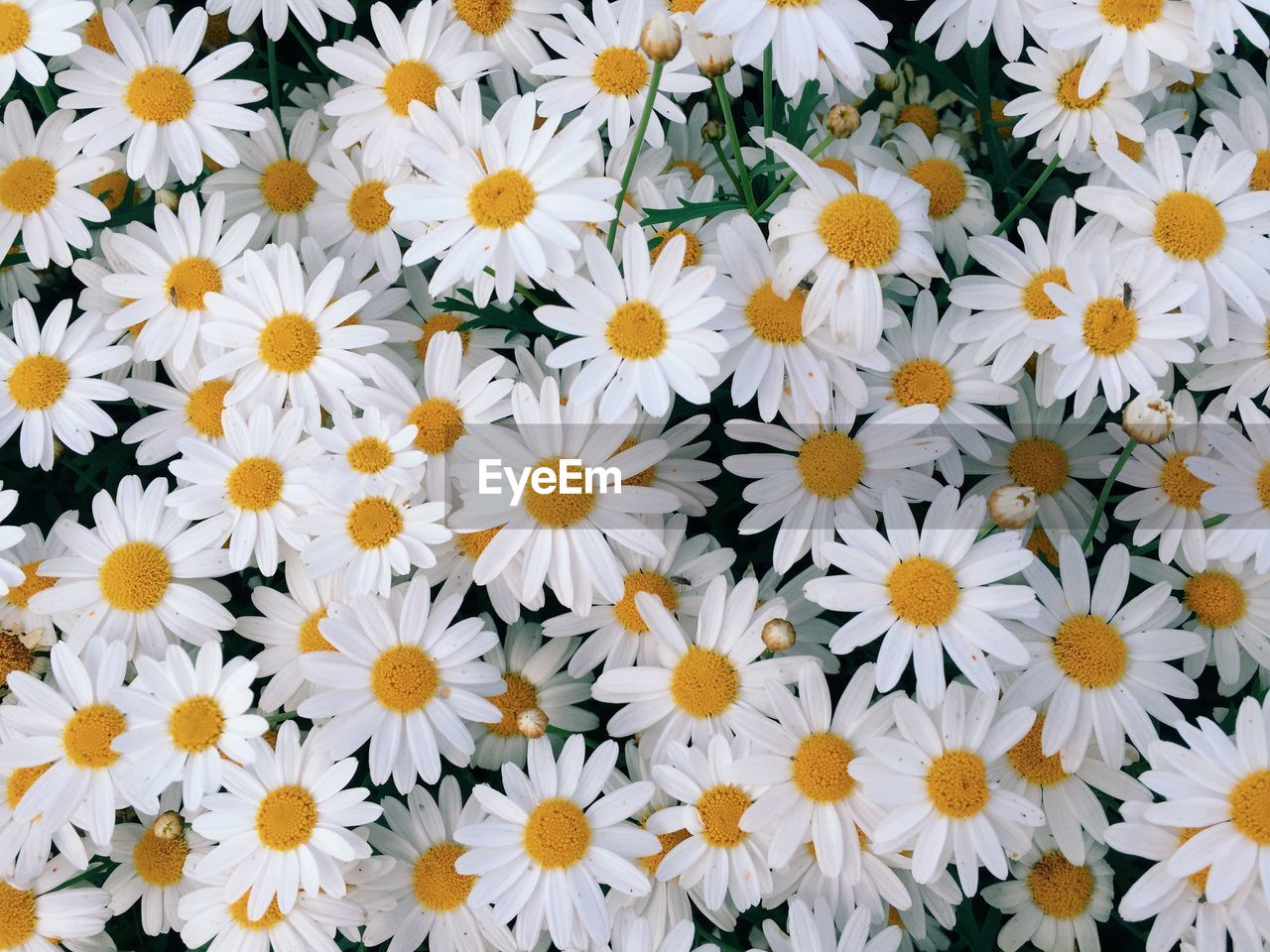 Full frame shot of yellow flowers