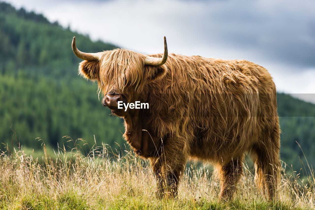 Highland cattle standing on grassy field against mountains