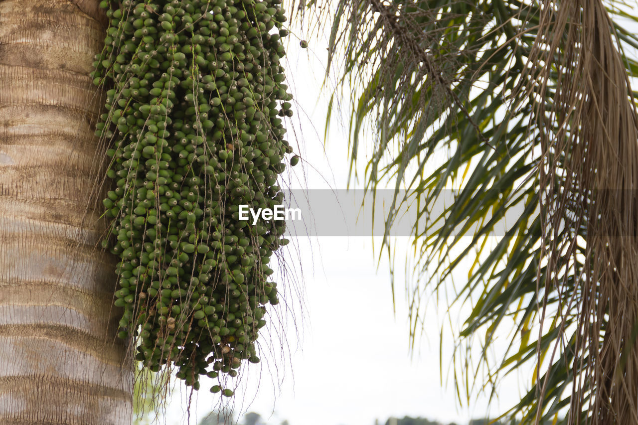 LOW ANGLE VIEW OF PALM TREES