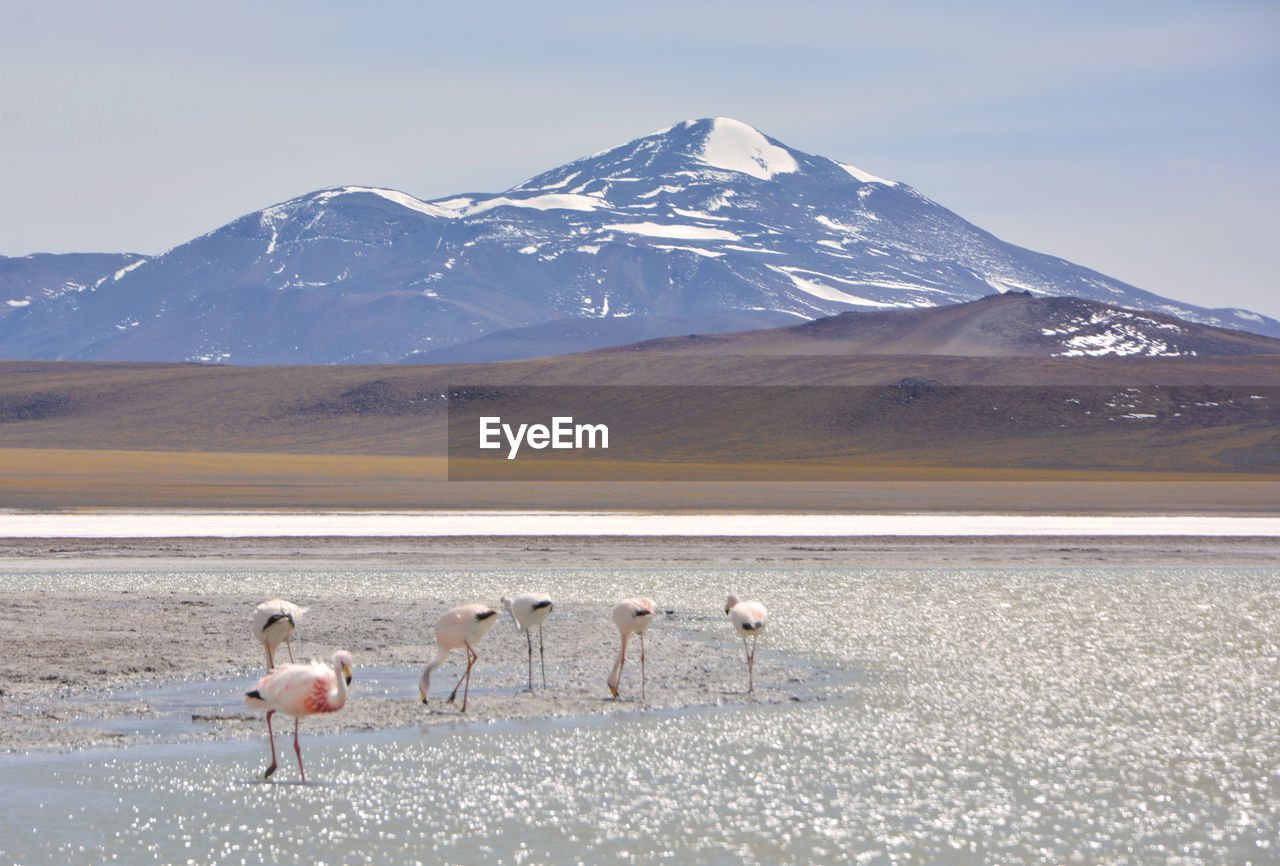 View of flamingos on snowcapped mountain against sky