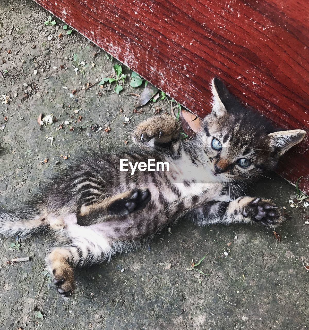 HIGH ANGLE VIEW OF CATS RESTING