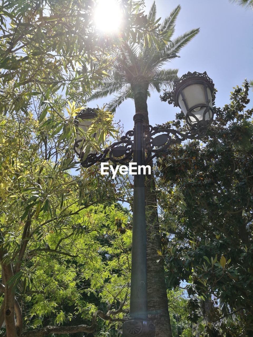 LOW ANGLE VIEW OF TREE AGAINST THE SKY