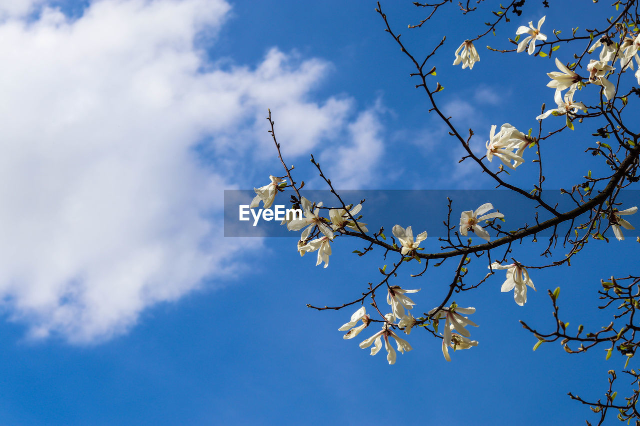 low angle view of flowering tree against sky
