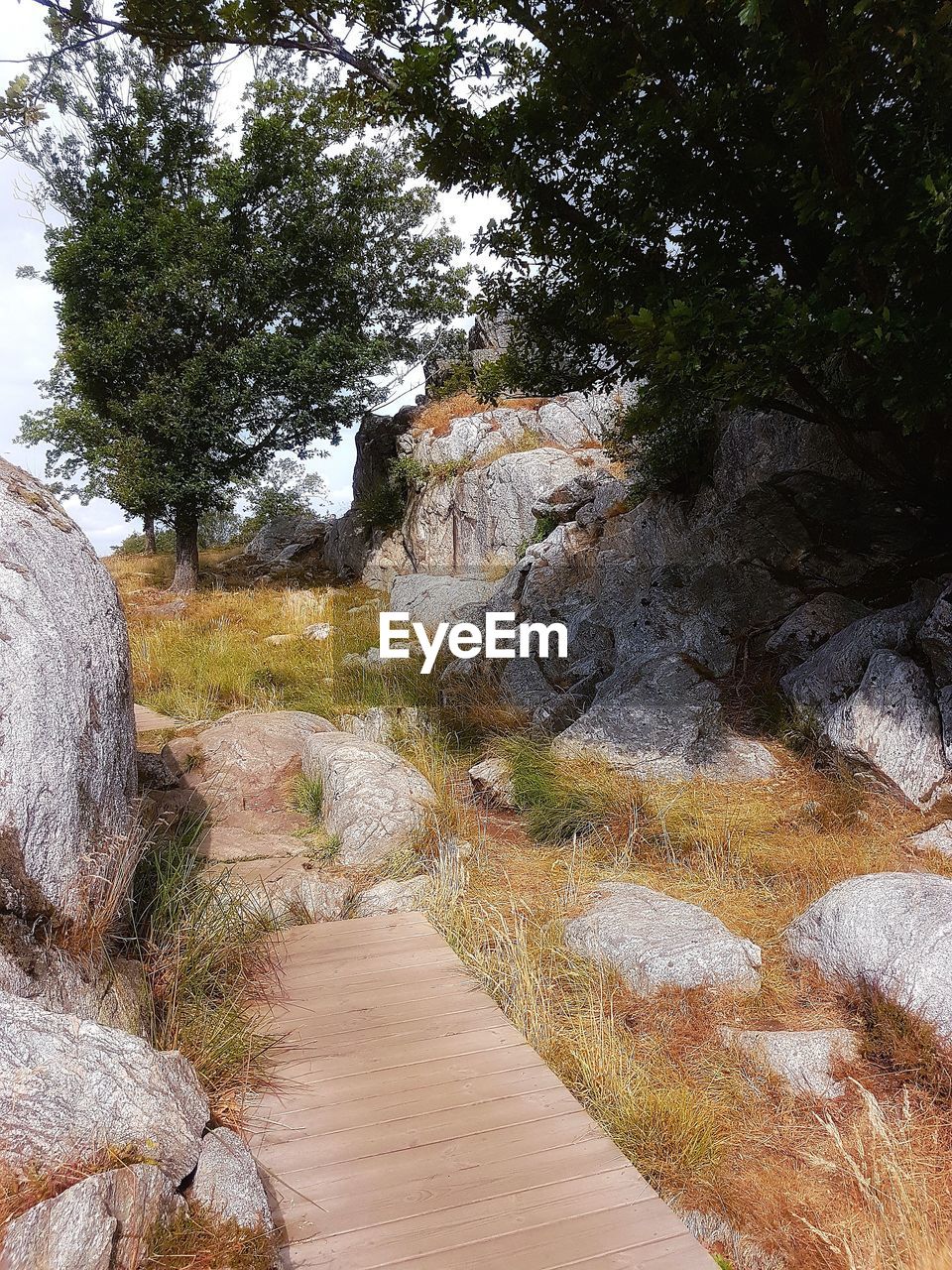 VIEW OF TREES ON LANDSCAPE