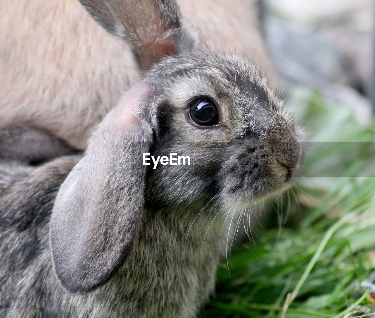 Close-up of an bunny
