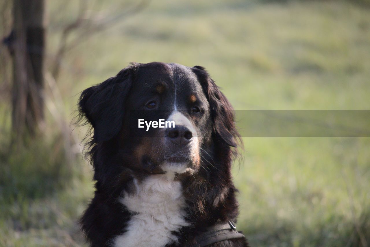 CLOSE-UP PORTRAIT OF DOG IN FIELD