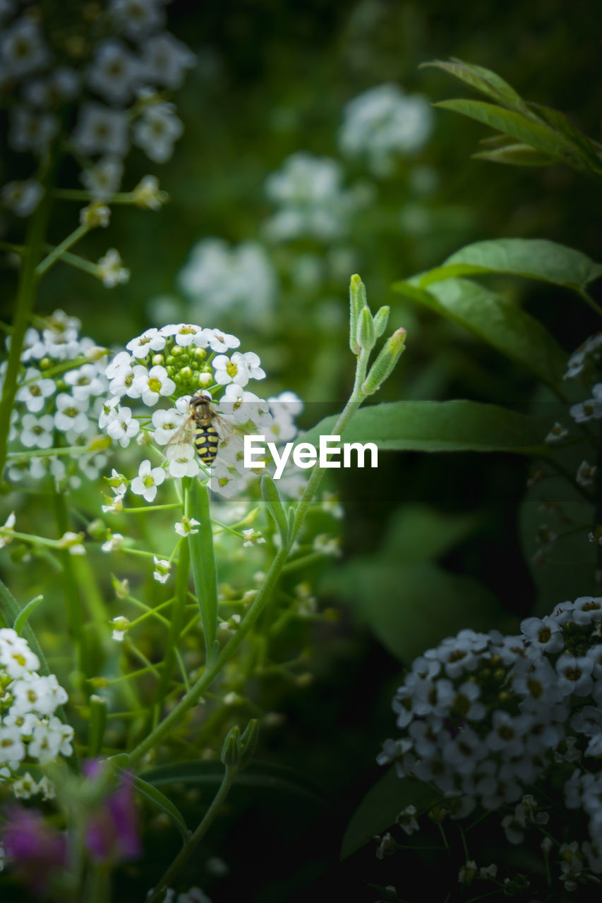 CLOSE-UP OF WHITE FLOWERING PLANTS ON LAND