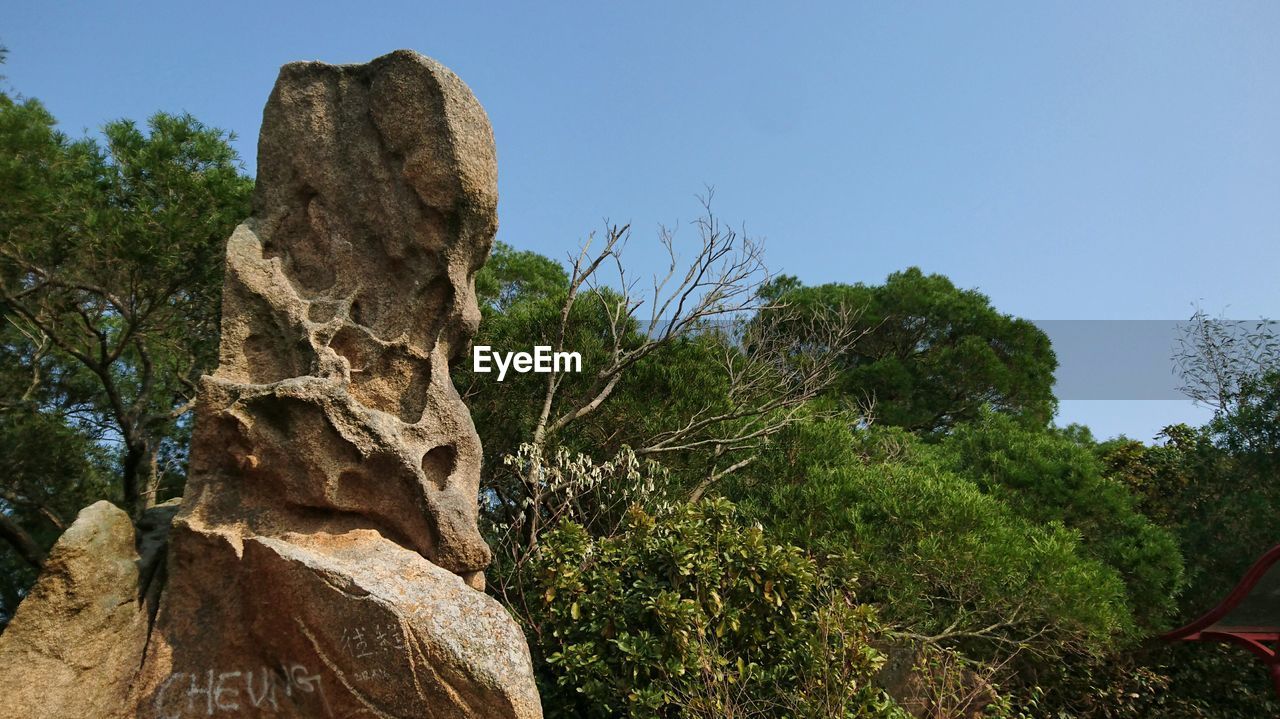 CLOSE-UP OF TREE AGAINST CLEAR SKY